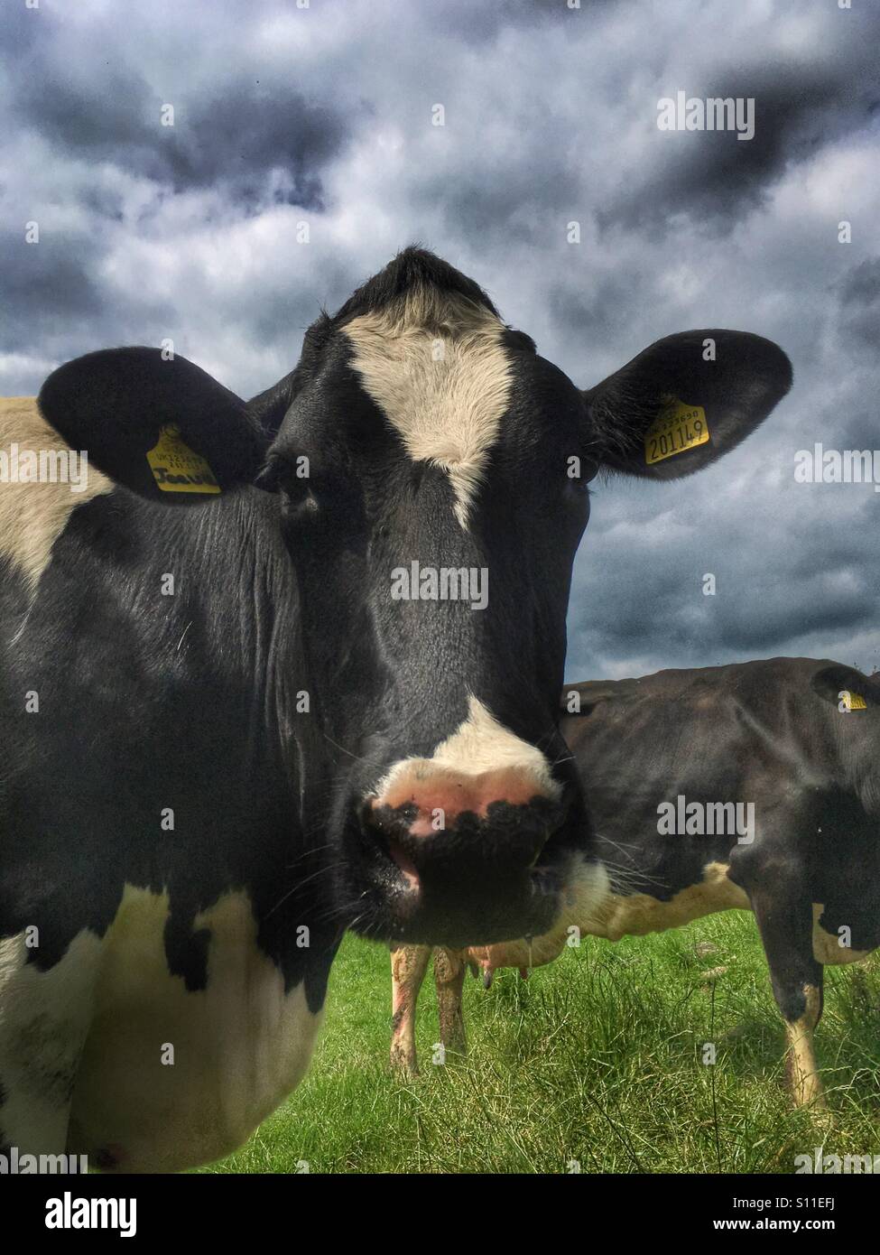 Vaches dans un champ à Almscliff Crag Banque D'Images