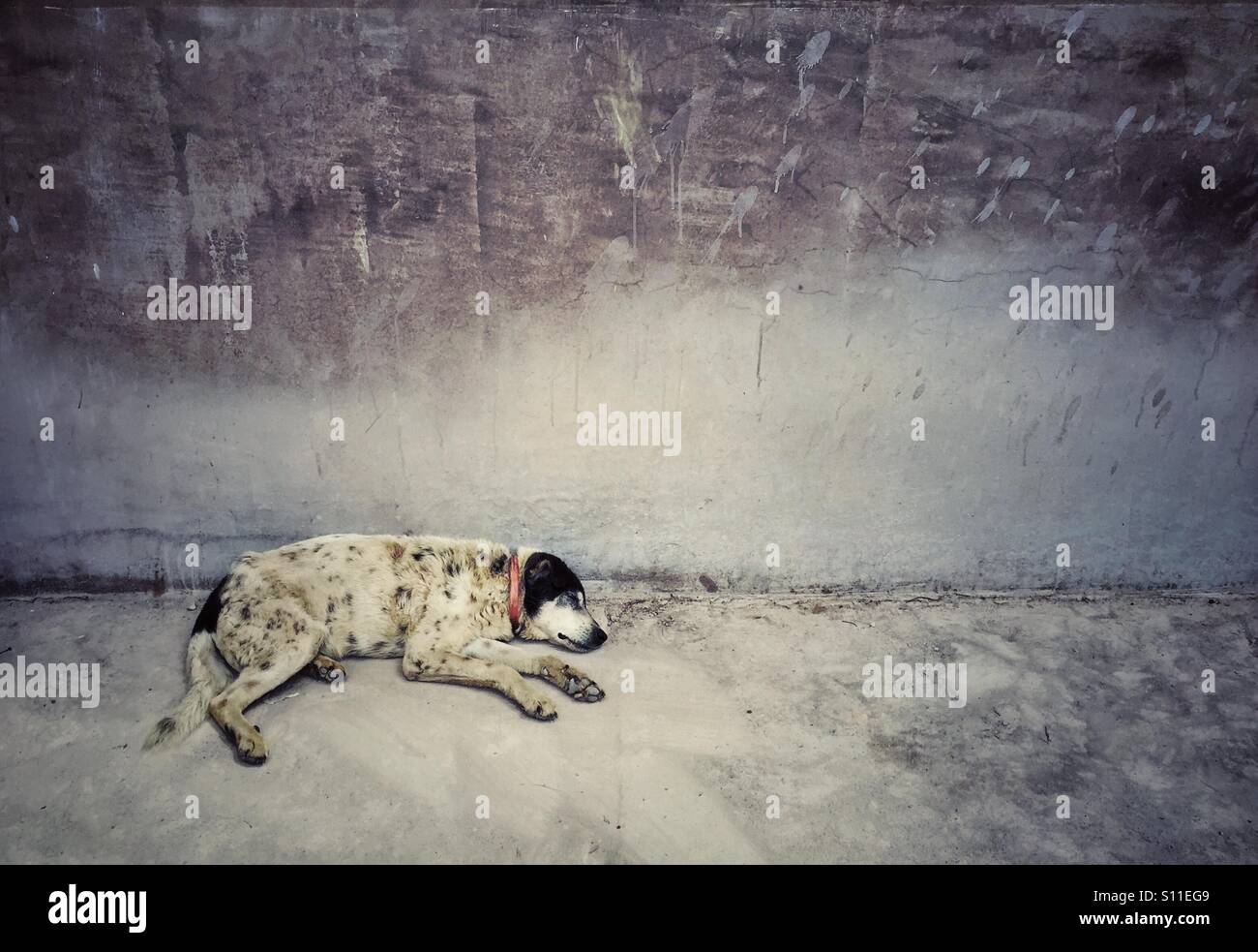 Chien errant dormir près de l'ancien mur au Pérou Banque D'Images