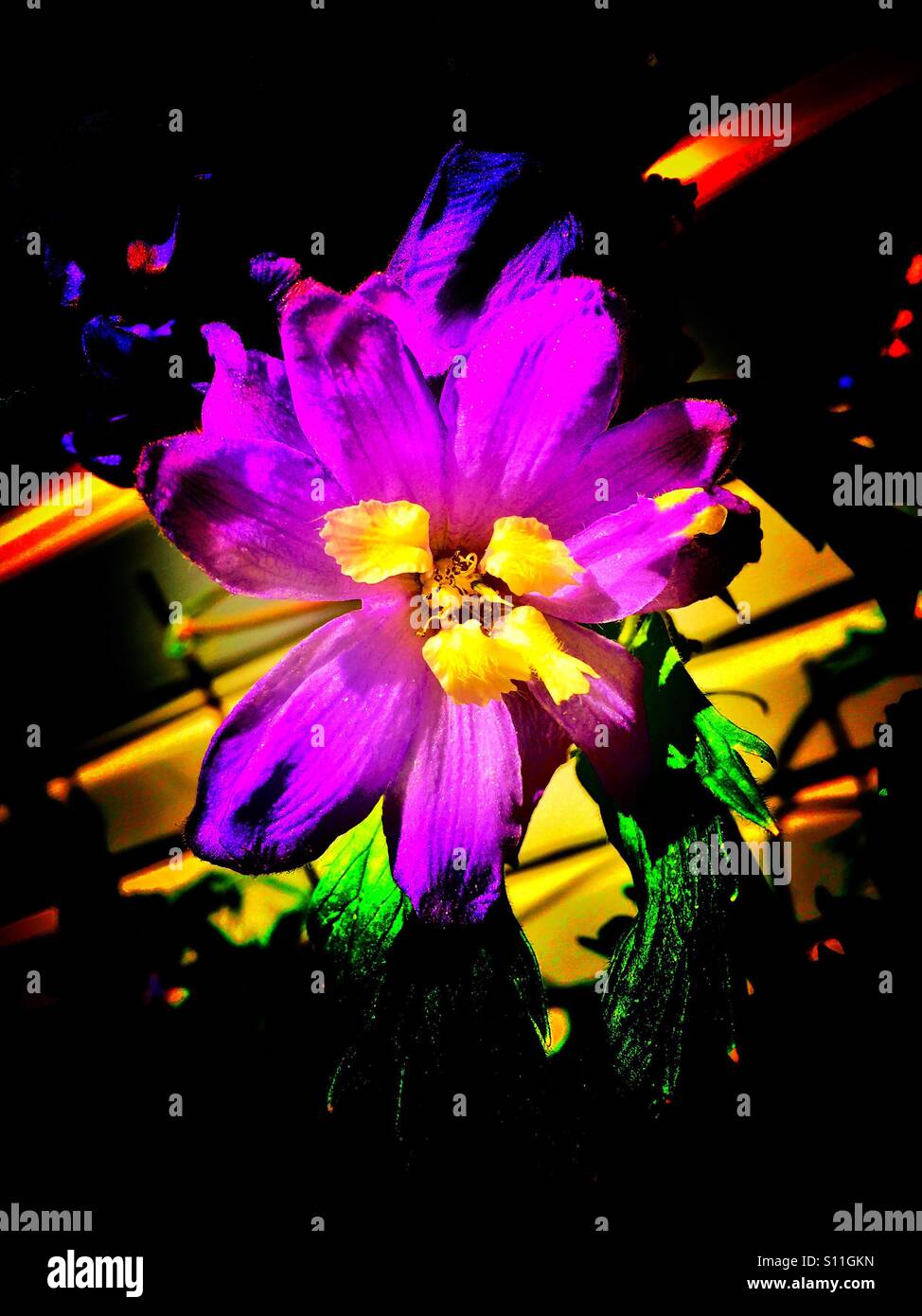 Jardin fleuri - Image de stock capturée avec un smartphone