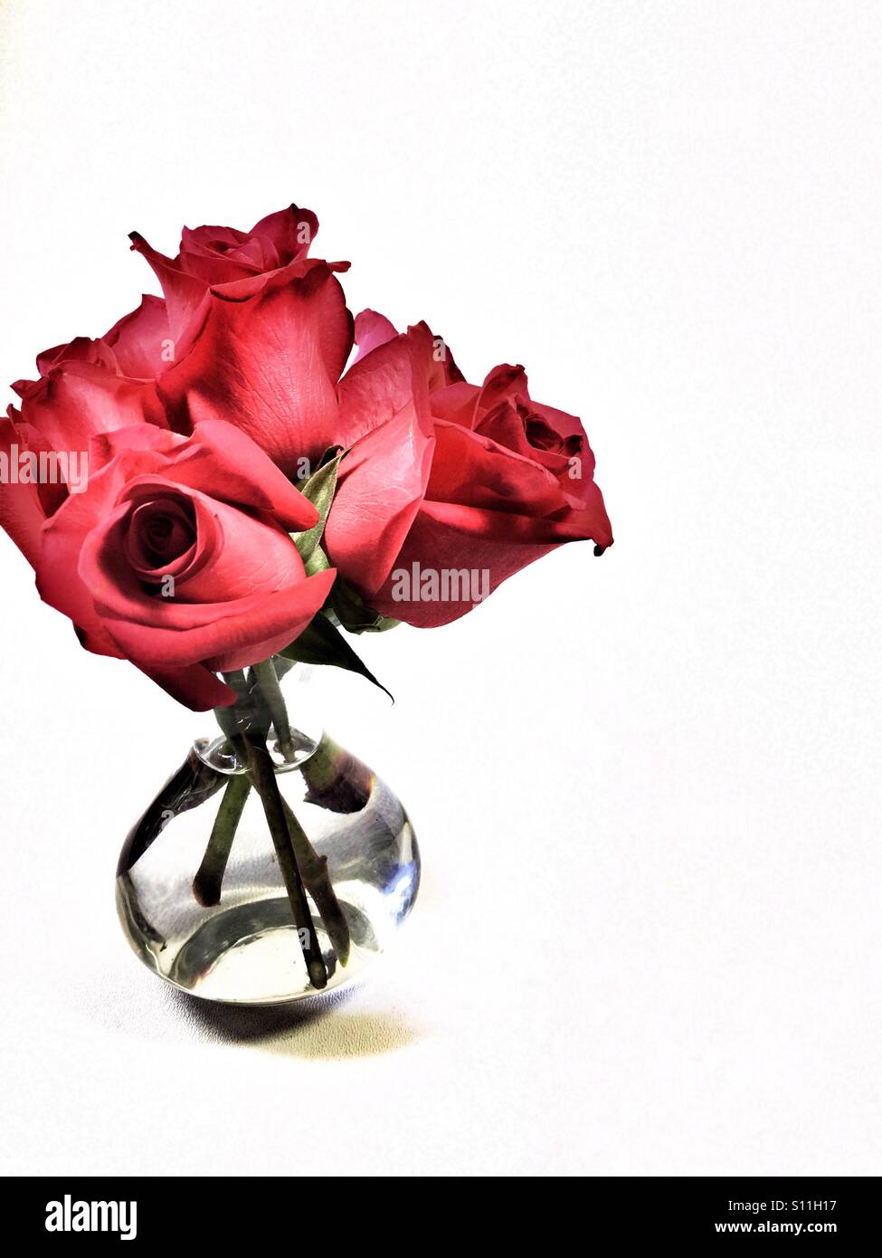 Roses rouges dans un cas clair - Image de stock capturée avec un smartphone