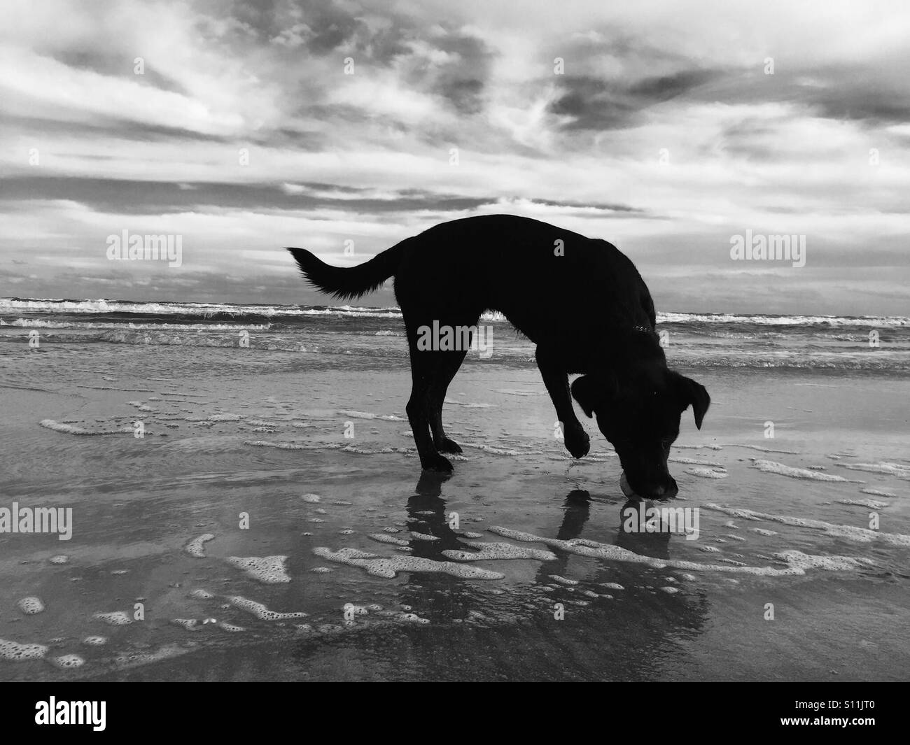 Plage du Labrador en noir et blanc. Banque D'Images