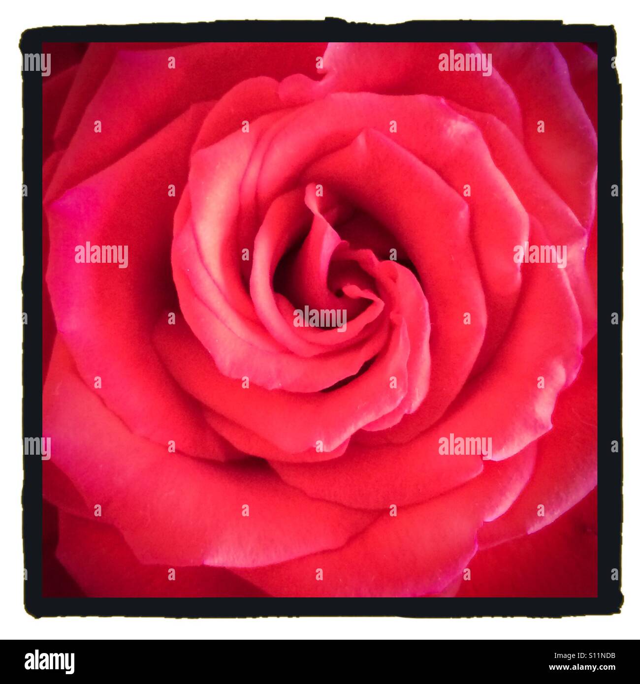 Vue rapprochée de pétales sur une fleur rose rouge Banque D'Images