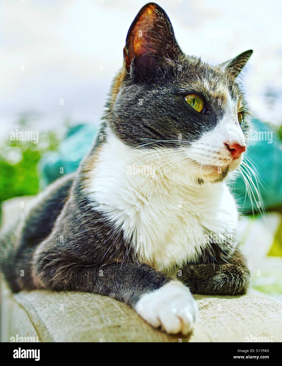 Joli Chat Gris Et Blanc De Profil Montrant Les Moustaches Pink Le Nez Avec L Arriere Plan Flou Photo Stock Alamy Joli Chat Gris Et Blanc De Profil Montrant Les Moustaches Pink Le Nez Avec L Arriere Plan Flou Photo Stock Alamy