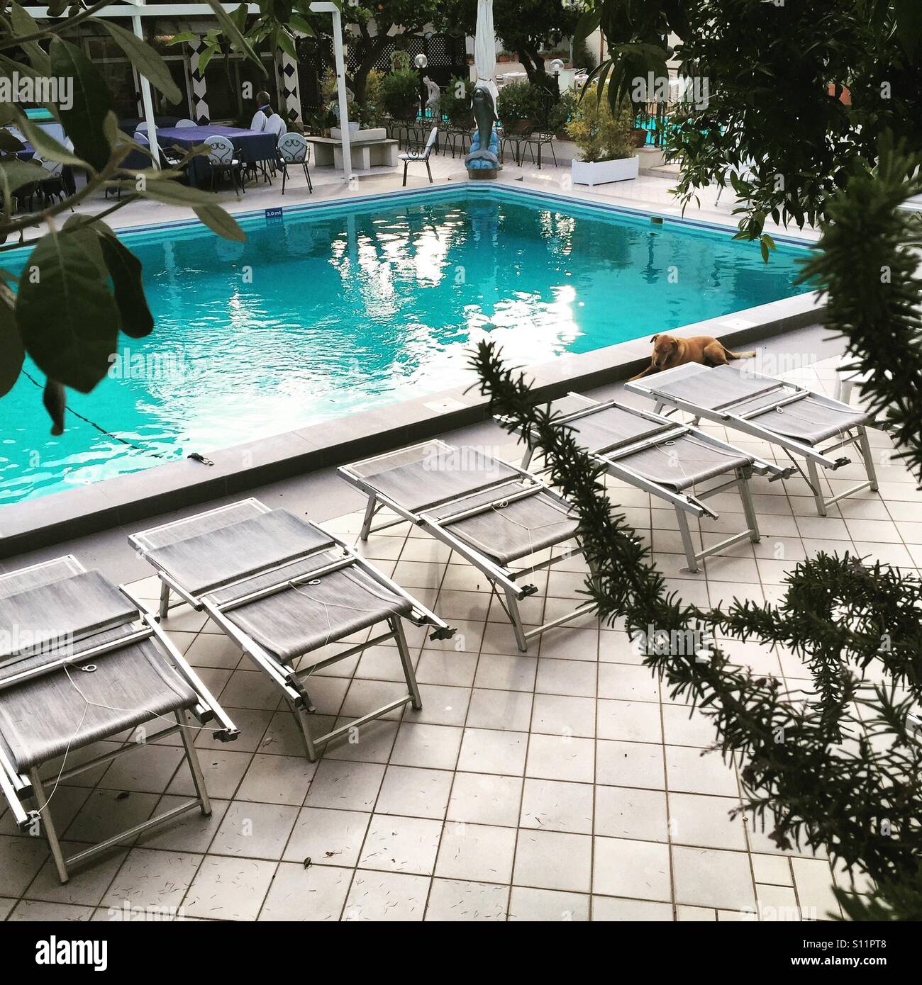 Chiot par la piscine Banque D'Images