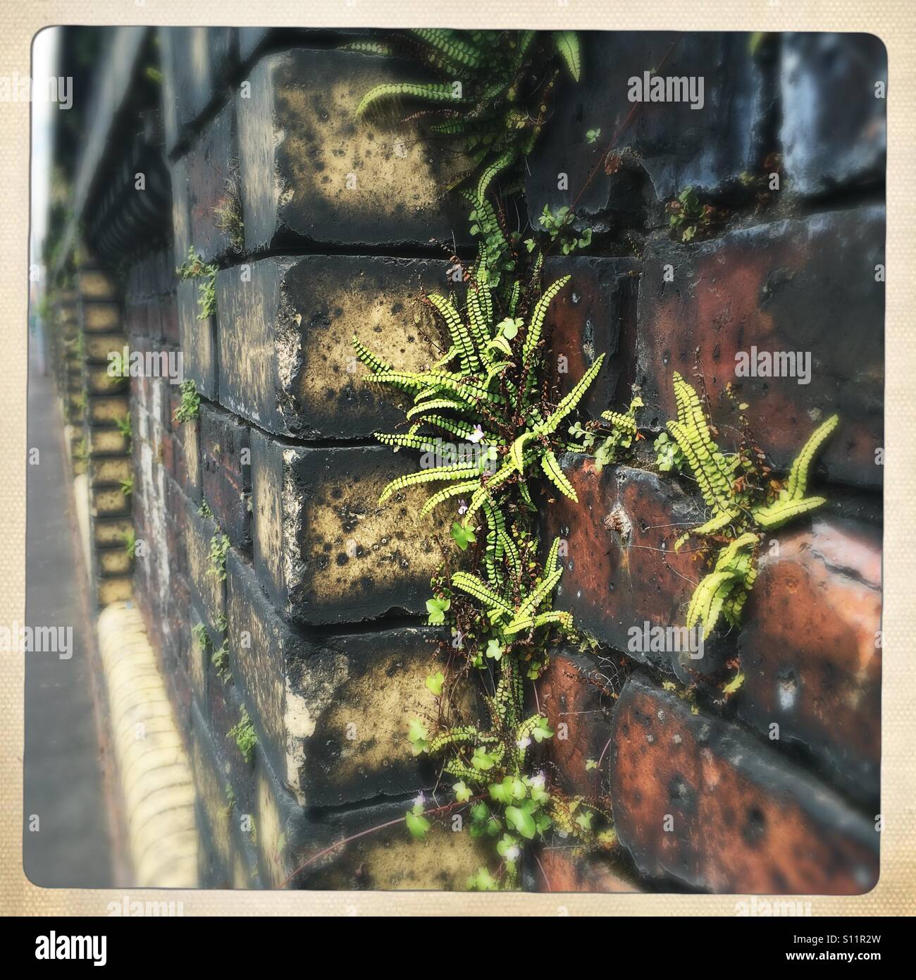 Les fougères délicates de plus en plus de vieux nook mur de briques. Greenock en Écosse Banque D'Images