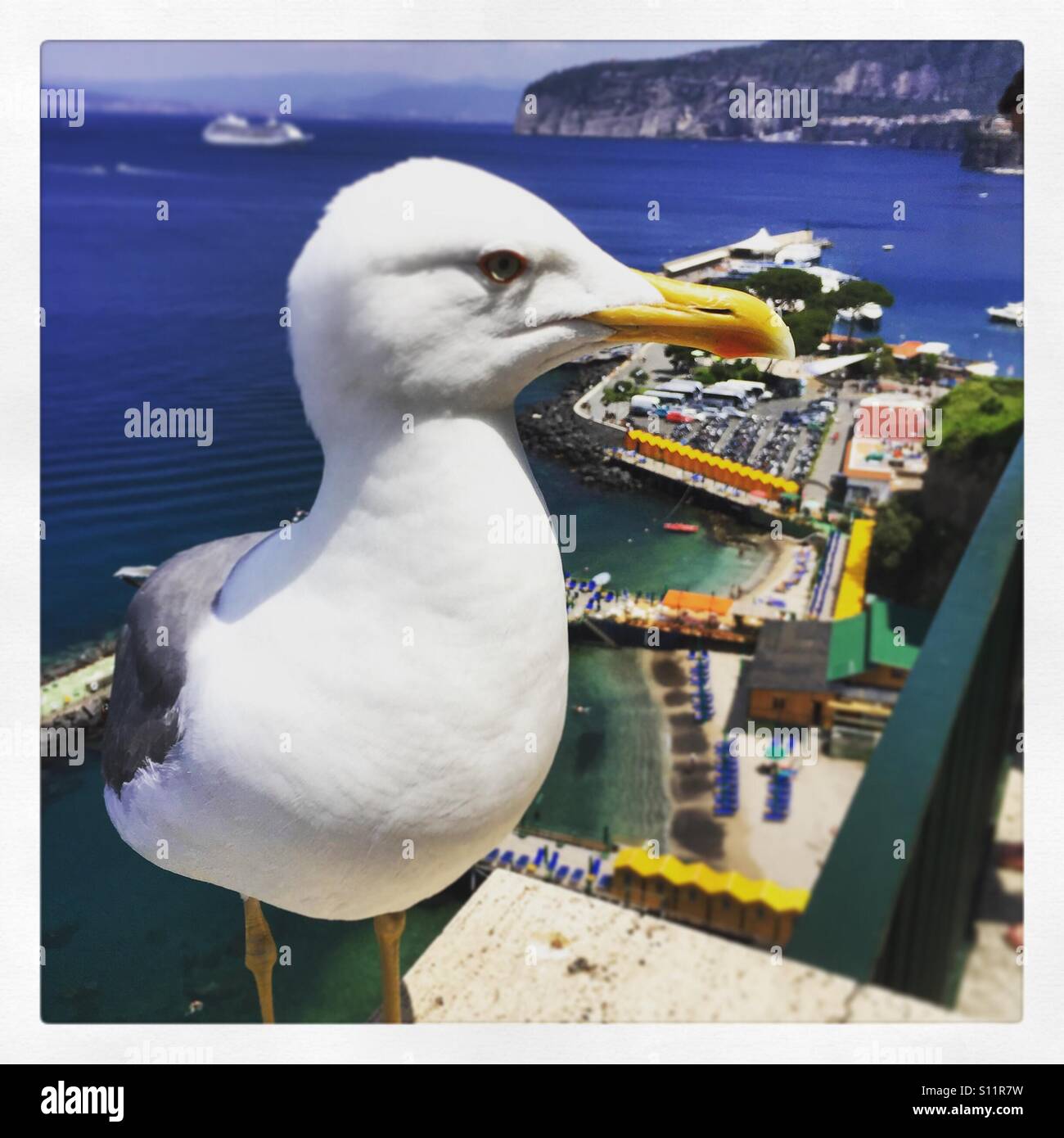 Seagull Sorrento Banque D'Images