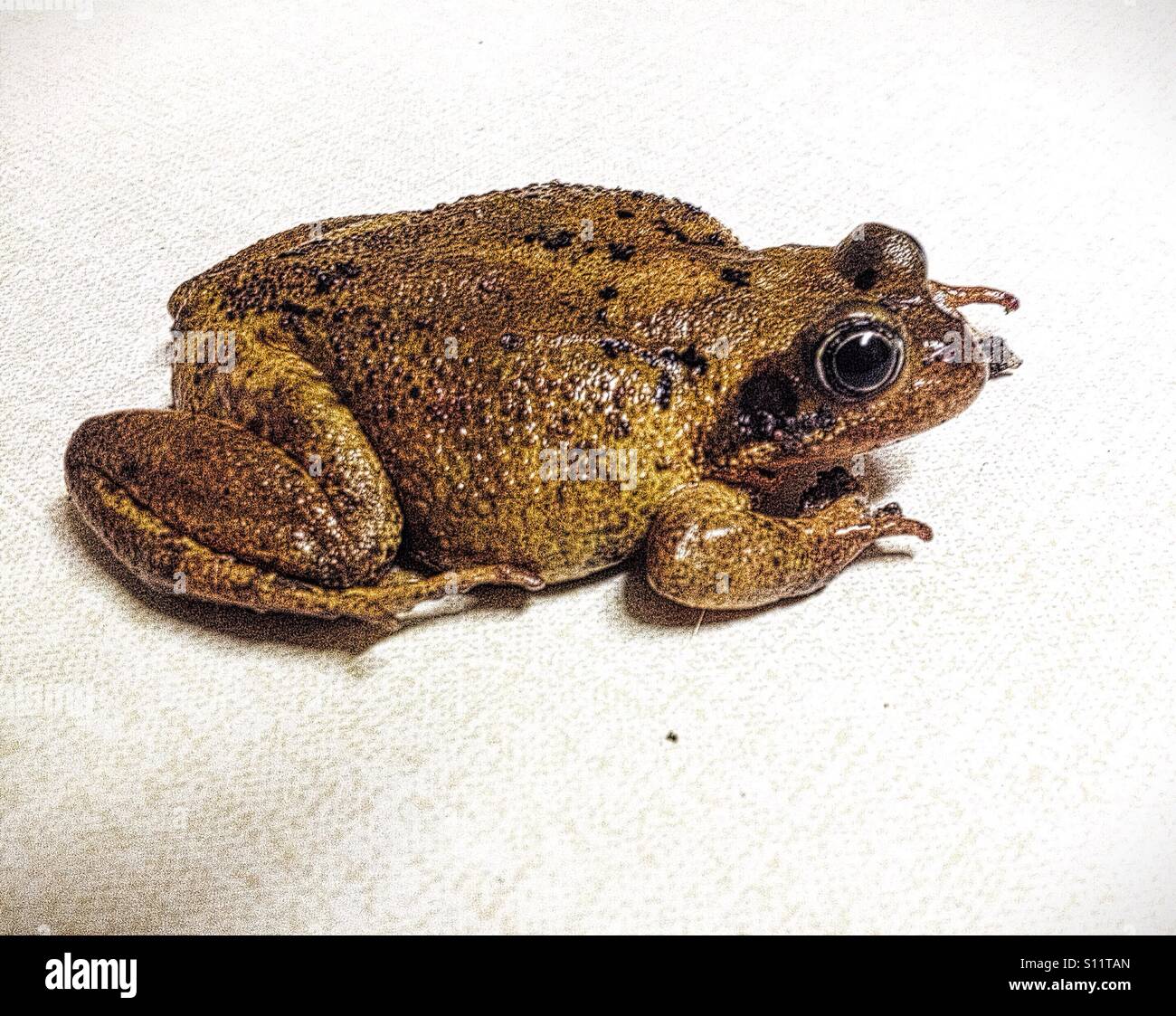 Un cadeau de mon chat : un gros plan d'une grenouille que mon chat a apportée du jardin Banque D'Images