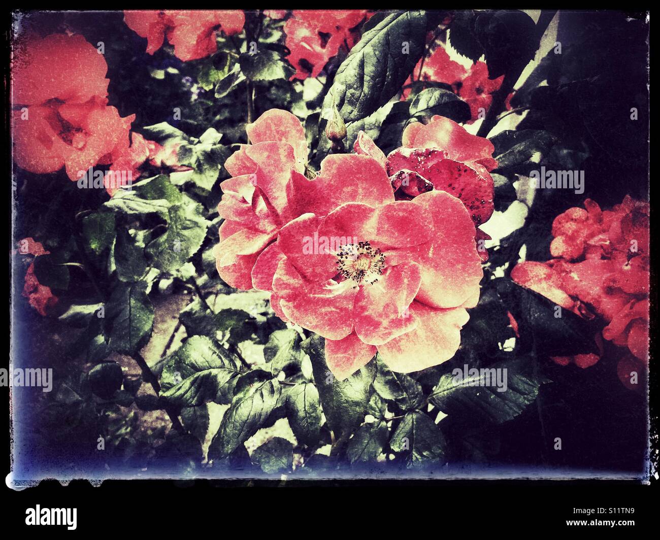 Roses rouges - Image de stock capturée avec un smartphone