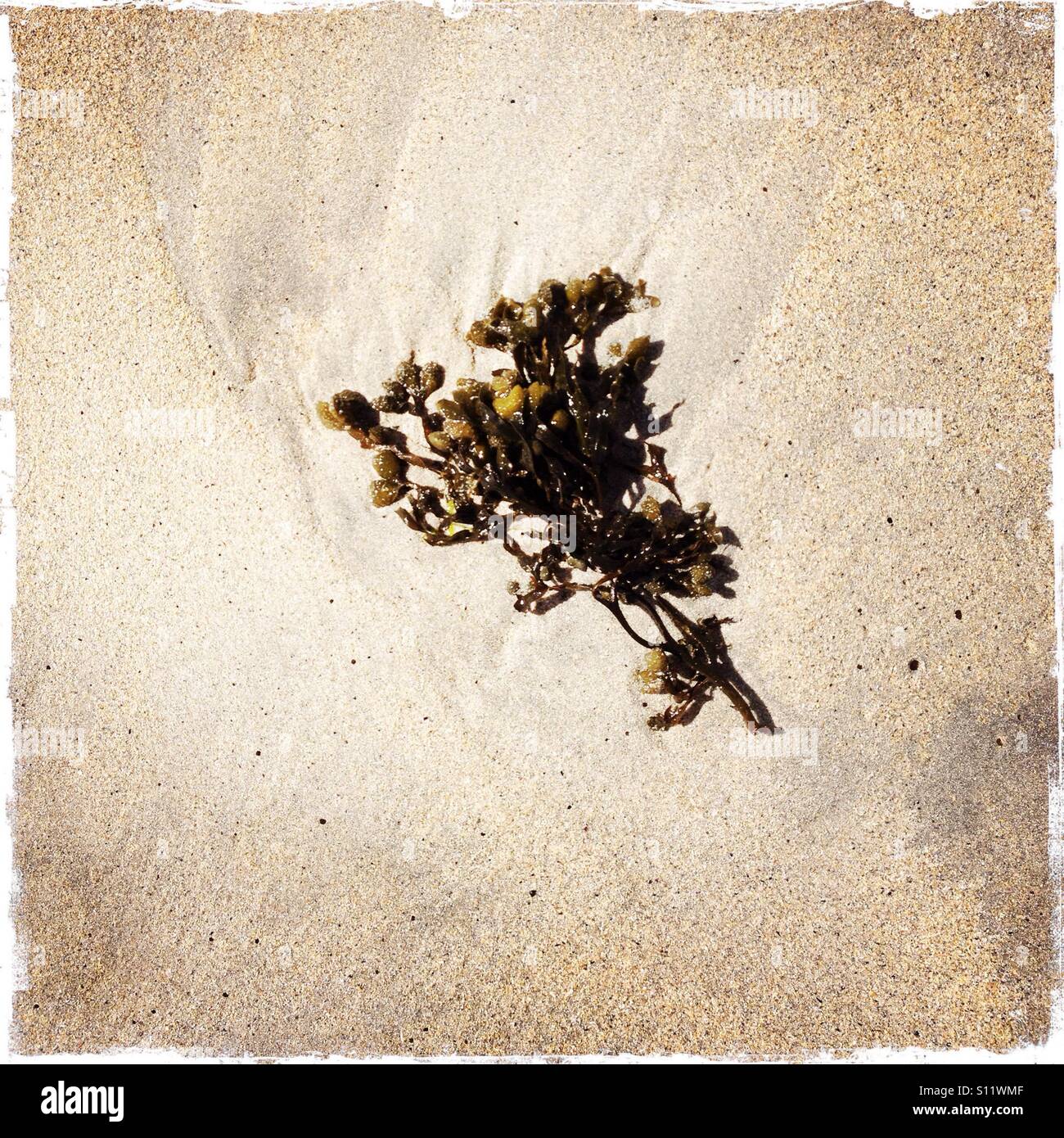 Des algues sur une plage de sable - Image de stock capturée avec un smartphone