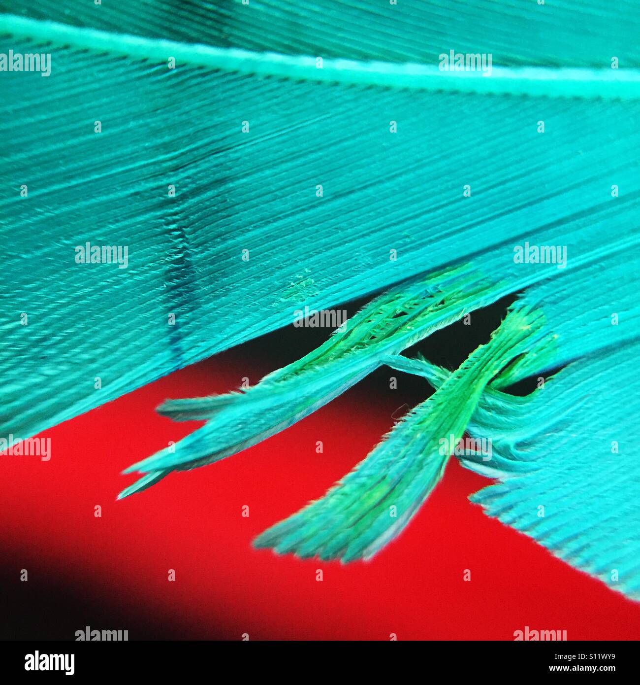 Close-up de plumes turquoise endommagé Banque D'Images