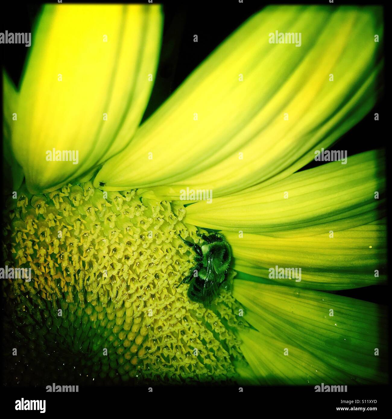 Une abeille bénéficiant d'un tournesol de nuit. Banque D'Images