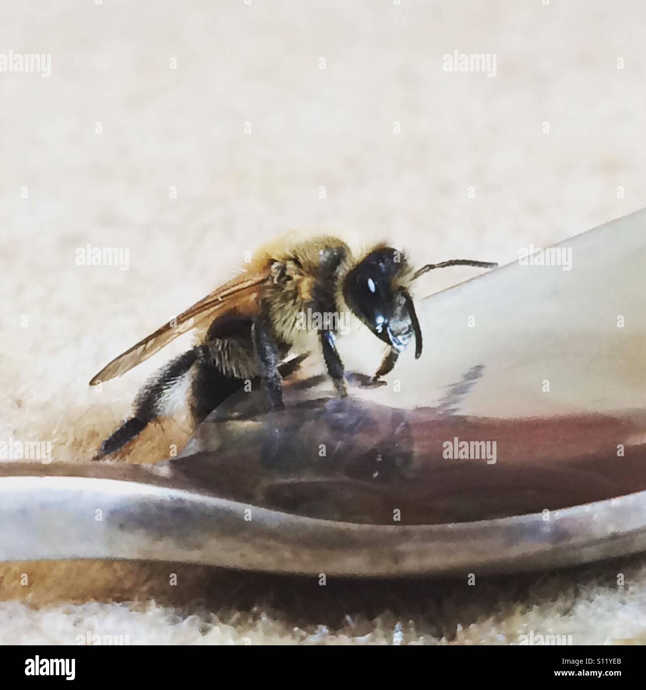 Les aides de l'eau sucre fatigué les abeilles du miel, nous ne pouvons pas vivre sans eux Banque D'Images