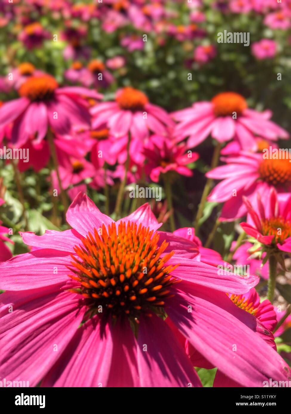 Fleurs roses. - Image de stock capturée avec un smartphone