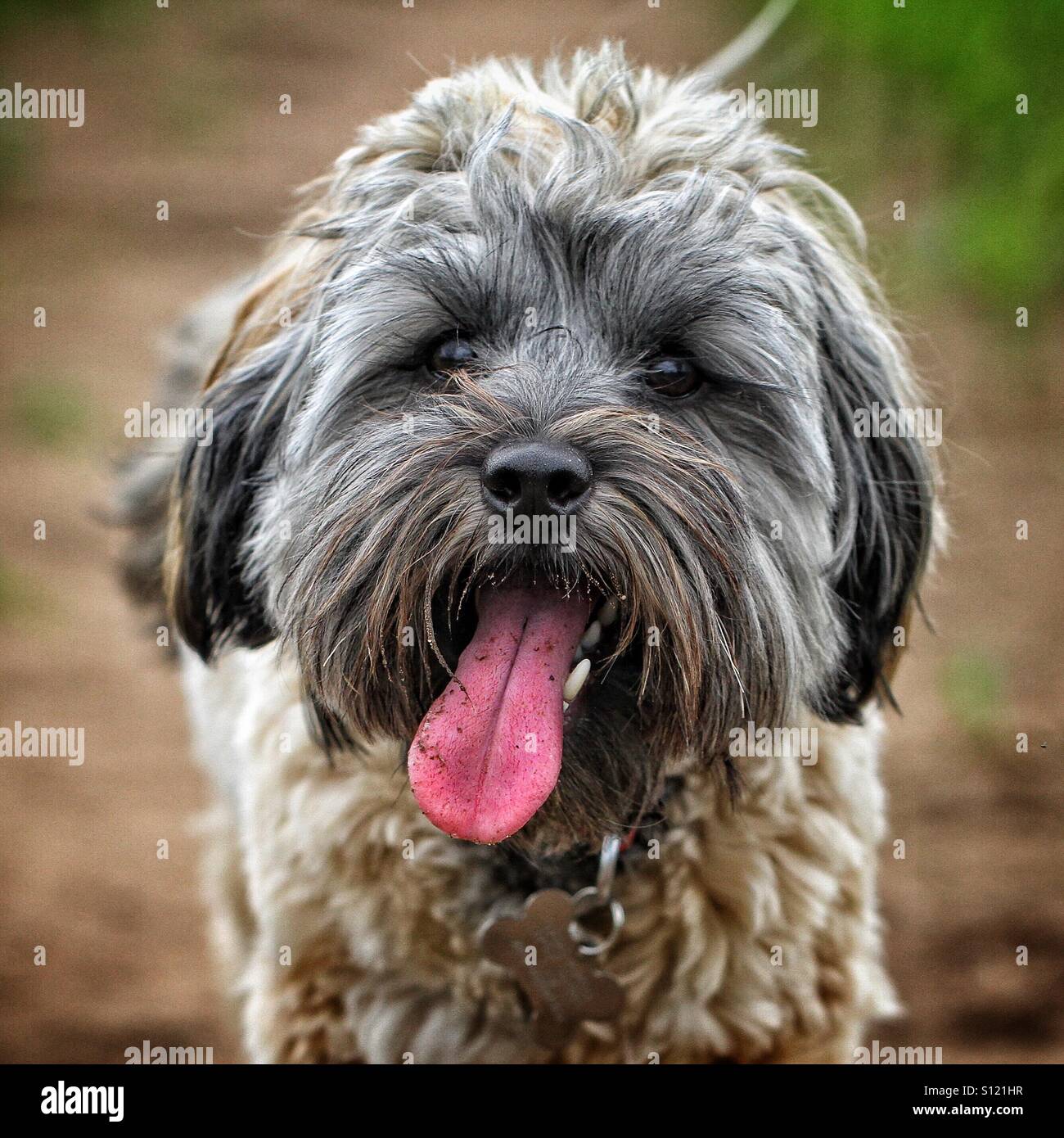 Un chien poilu avec sa langue rose. Banque D'Images