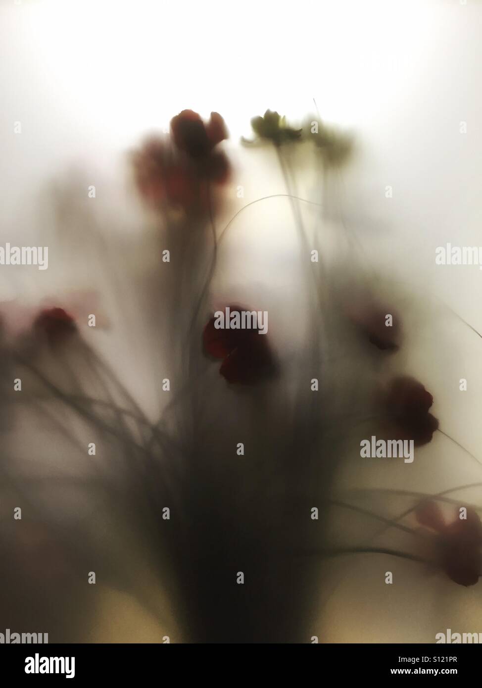 Fleurs derrière une vitre brouillée - Image de stock capturée avec un smartphone