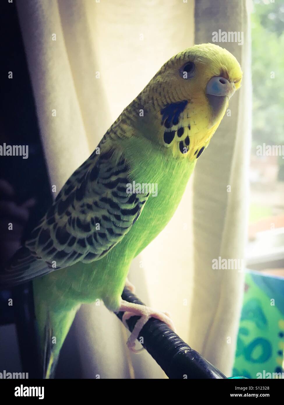 Un livre vert et jaune animal budgie. Banque D'Images