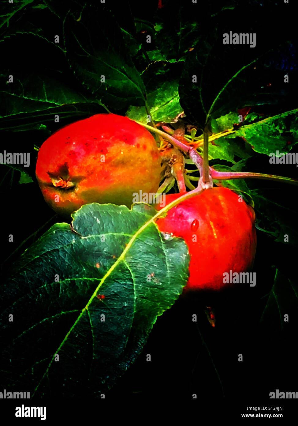 Deux pommes sur un arbre - Image de stock capturée avec un smartphone