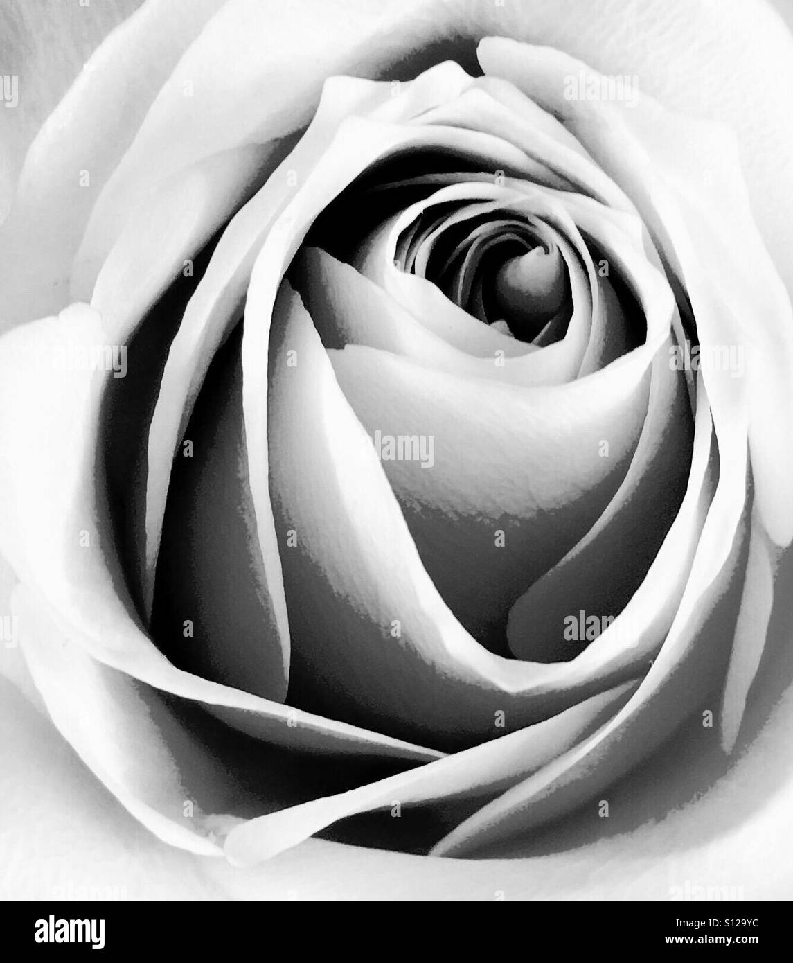 Romantique rose Banque D'Images