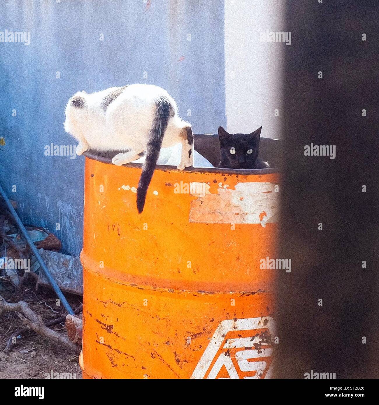 Les chats errants dans une poubelle. San Jose del Cabo, Baja California, Mexique Banque D'Images