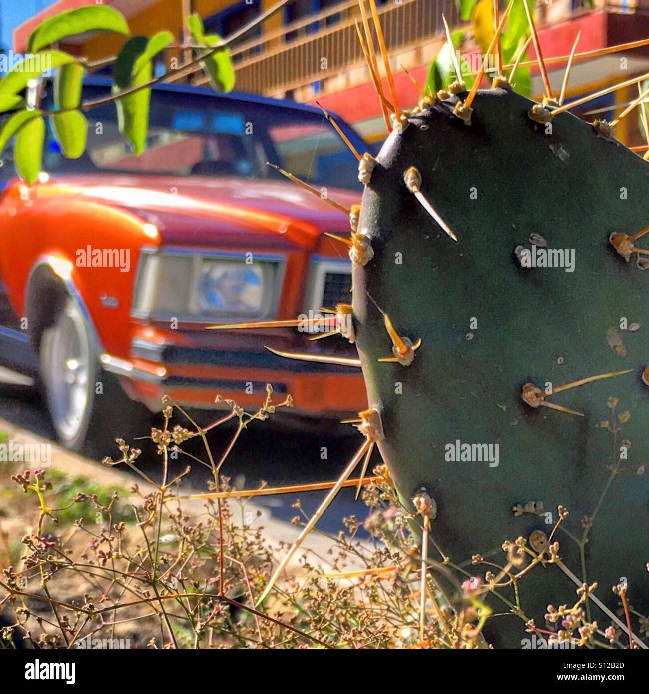 Cactus et vieille voiture. San Jose del Cabo, Mexique Banque D'Images