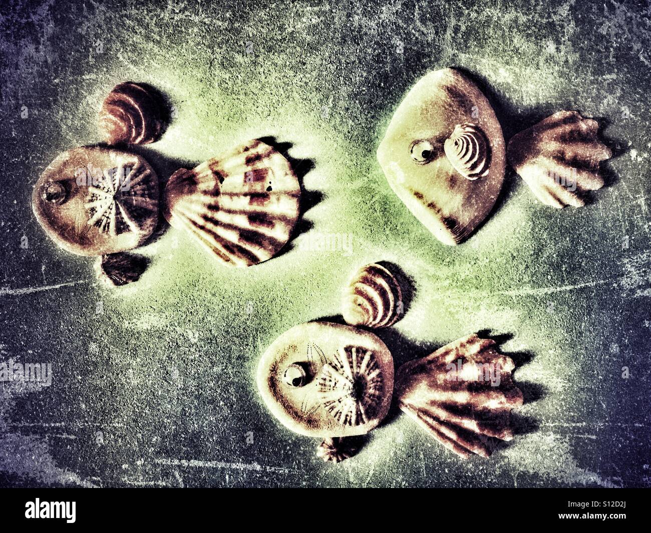 Poisson coquillage - Image de stock capturée avec un smartphone Poisson coquillage - Image de stock capturée avec un smartphone