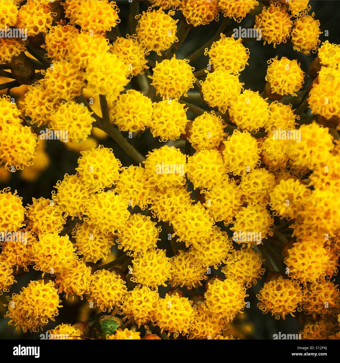 Fleurs jaune vif. Banque D'Images