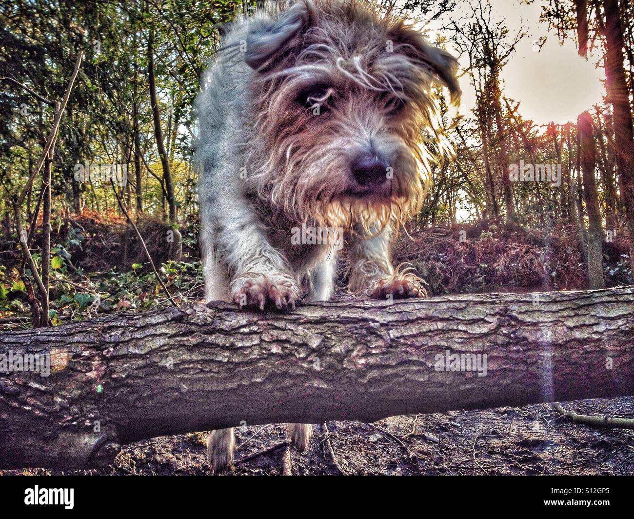 Chien sautant arbre tombé Banque D'Images