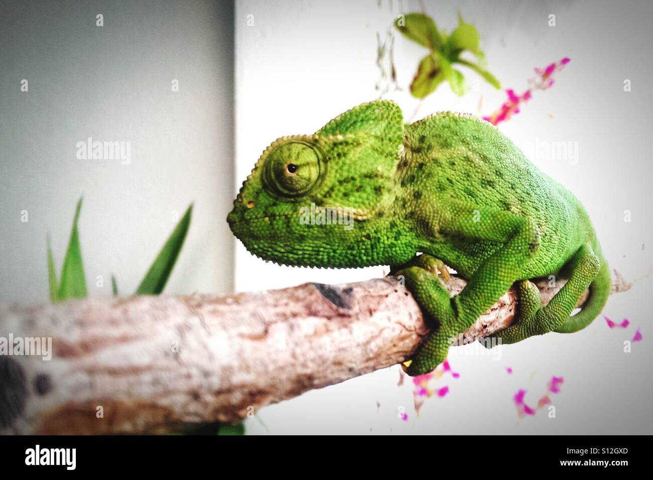 Caméléon Vert drôle Banque D'Images