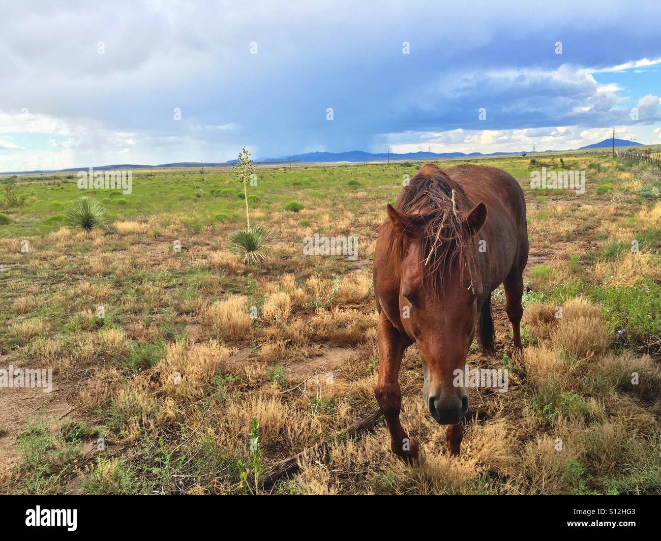 Cheval dans un champ dans l'ouest du Texas, s'échapper d'une tempête dans la distance. Banque D'Images