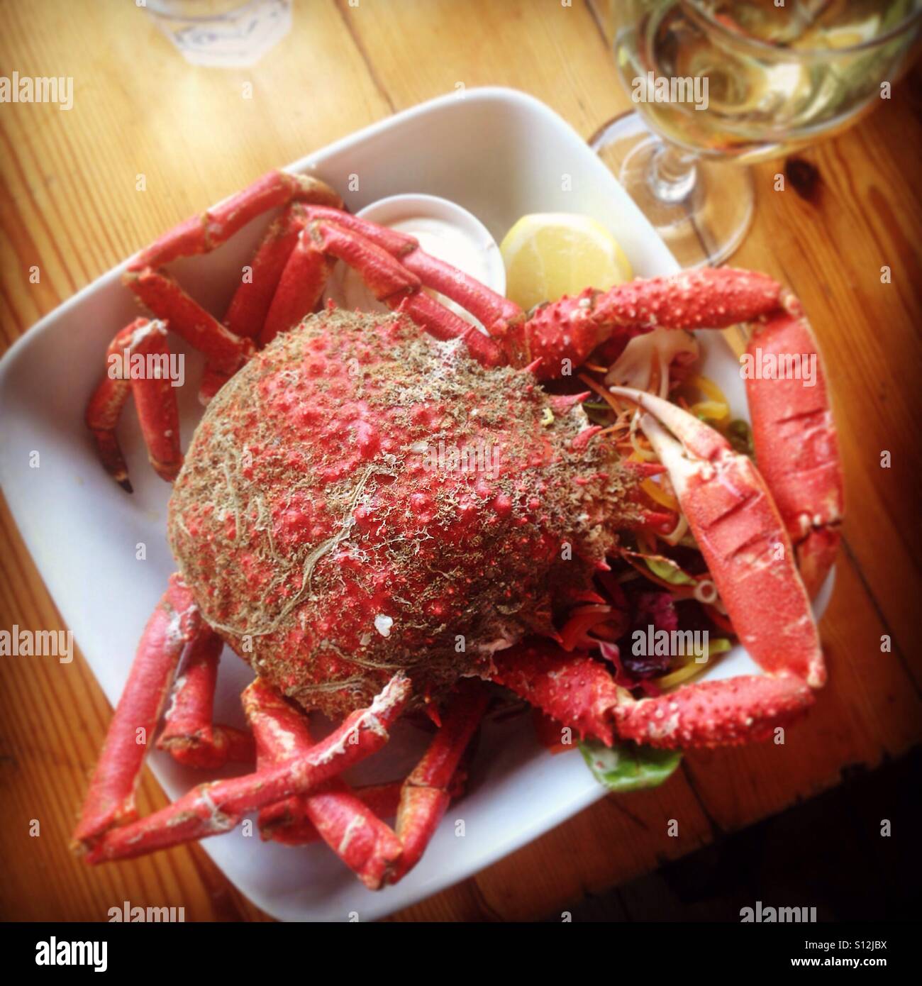 Araignée de mer - Image de stock capturée avec un smartphone