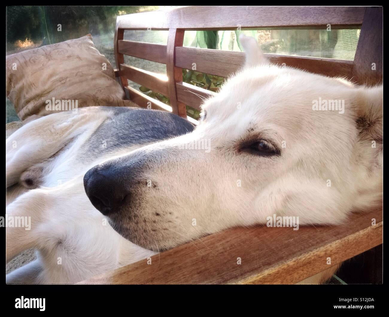 "C'est une vie de chien...' - Image de stock capturée avec un smartphone