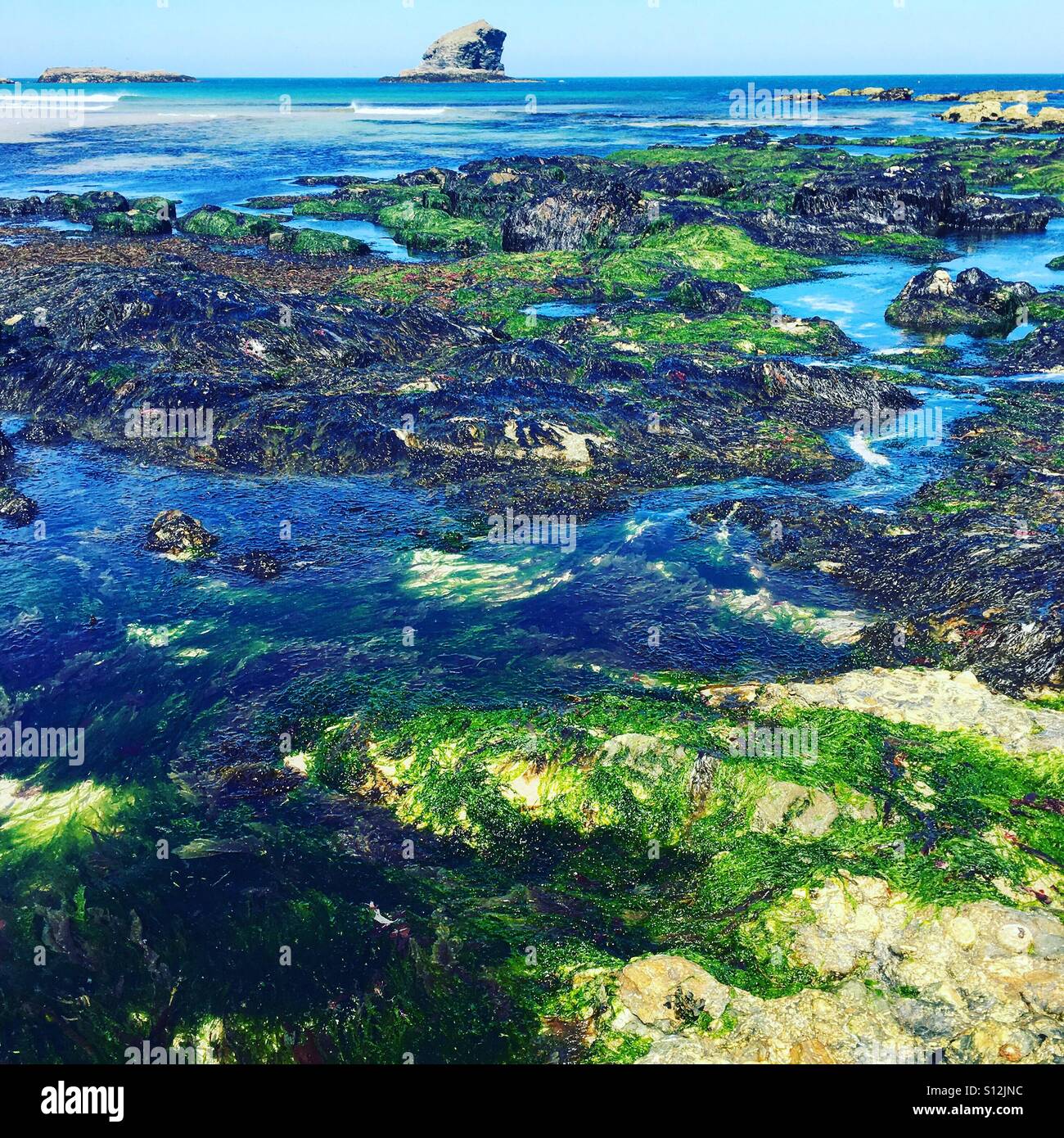 Les algues et les roches couvrant les Portreath marée basse côte. Banque D'Images