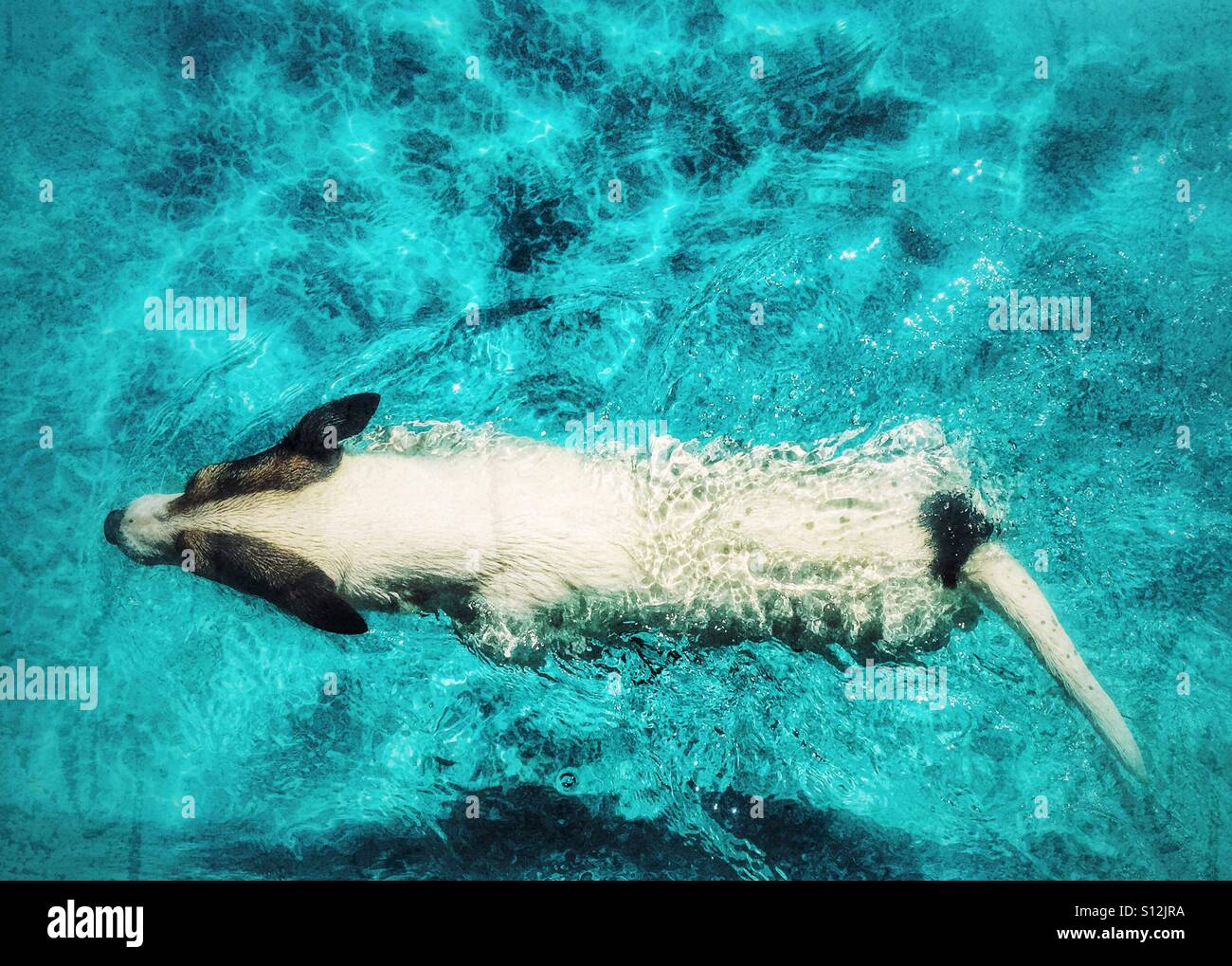 Chien la natation dans une piscine extérieure photographié d'en haut. - Image de stock capturée avec un smartphone