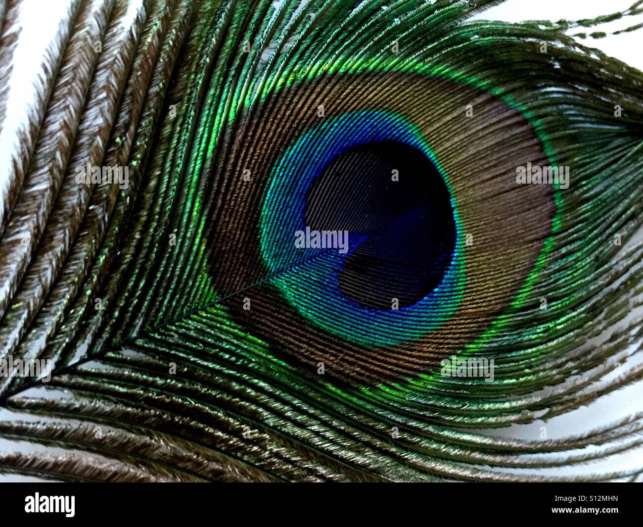Plume de paon - Image de stock capturée avec un smartphone