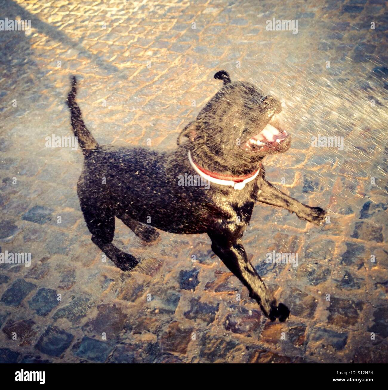 Une très bonne black humide Staffordshire Bull Terrier chien sautant et jouant dans l'eau provenant d'un flexible sur une journée très chaude, de vous rafraîchir. Le sol est en pierre. Banque D'Images
