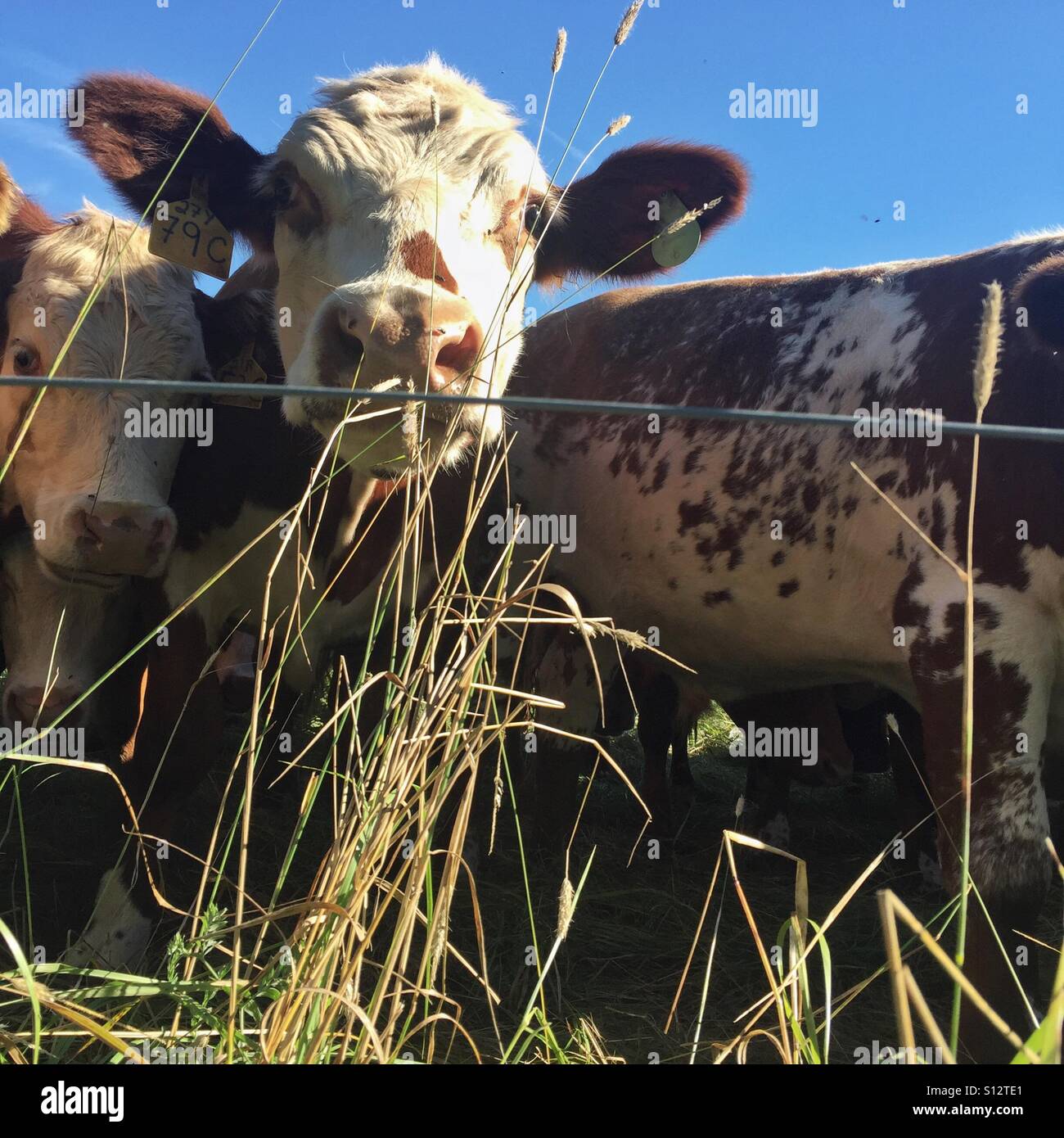 Brun et blanc une vache mange de l'herbe derrière un grillage. Nappan, en Nouvelle-Écosse, Canada. Banque D'Images