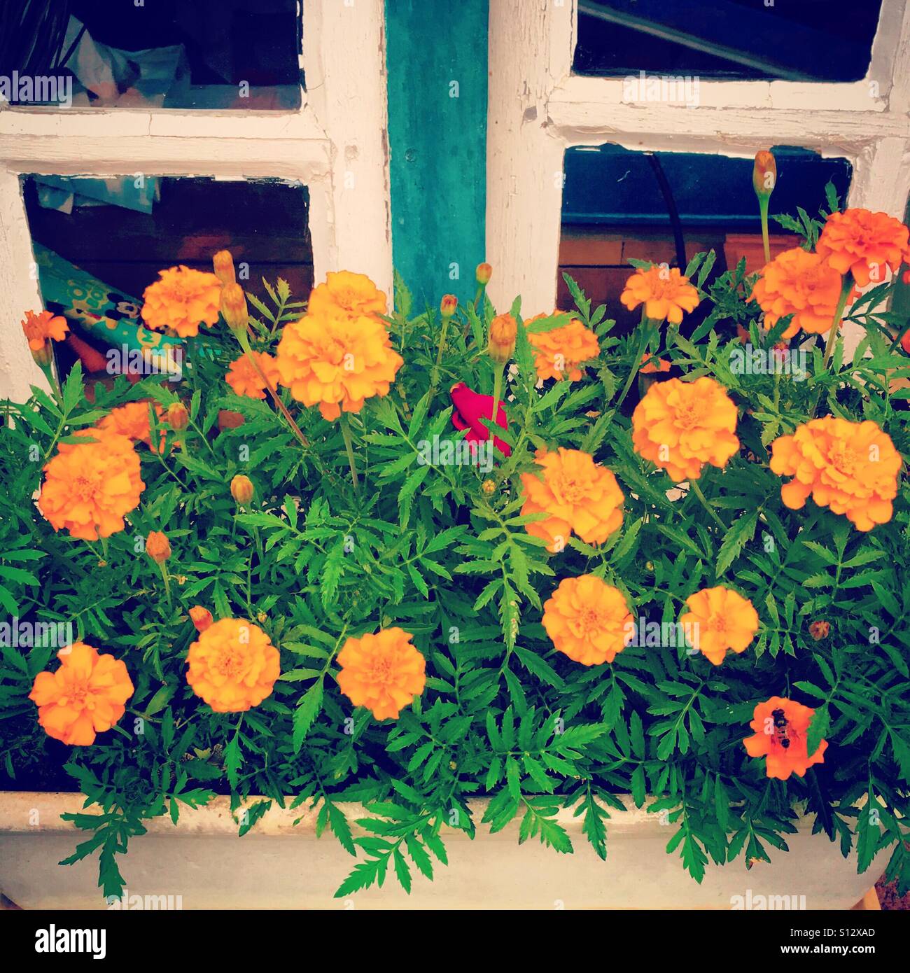 Orange fleurs en pot près d'une fenêtre Banque D'Images