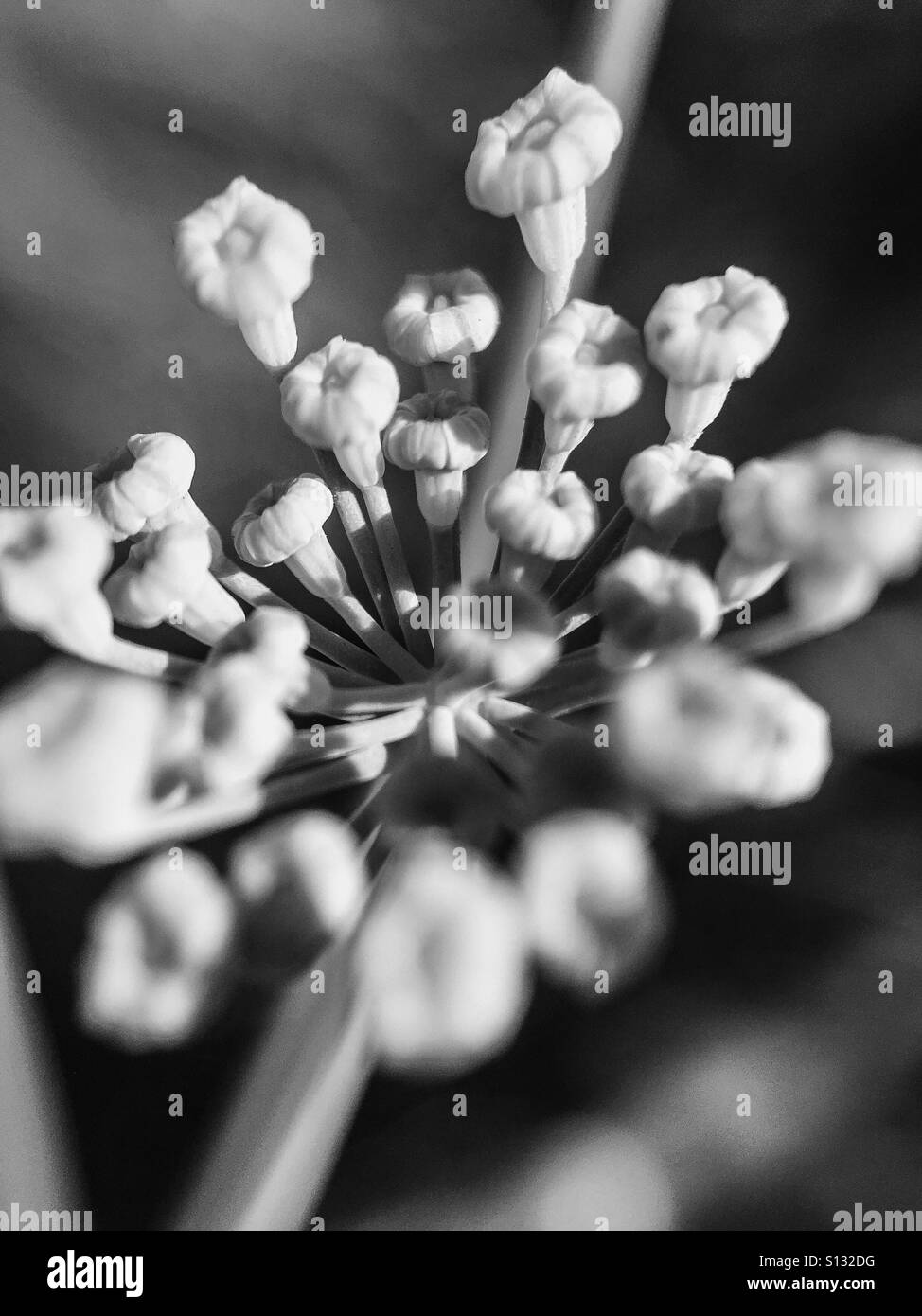 Les boutons de fleurs monochromes Macro Banque D'Images