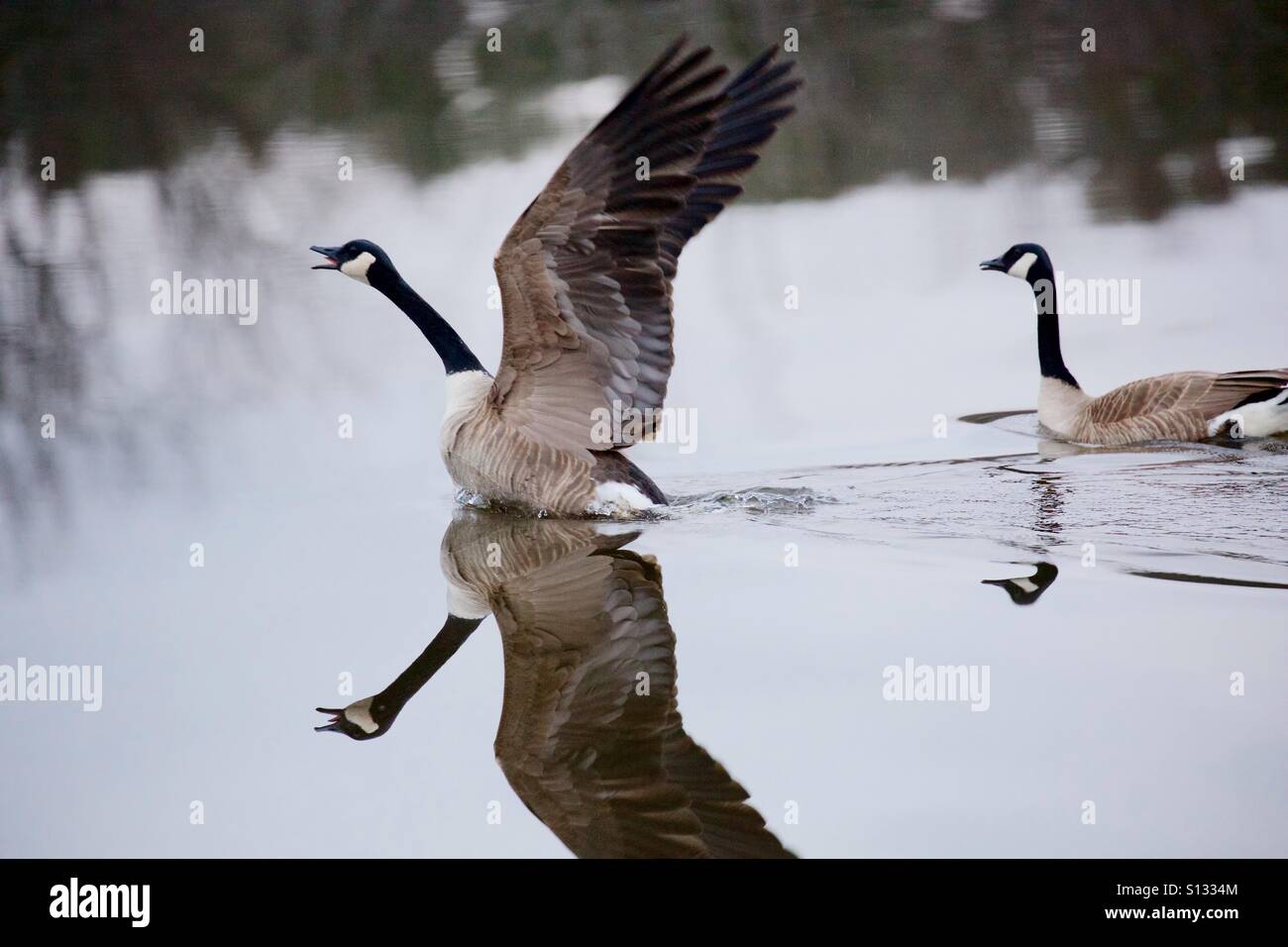 Réflexion des oies sur un lac. Banque D'Images