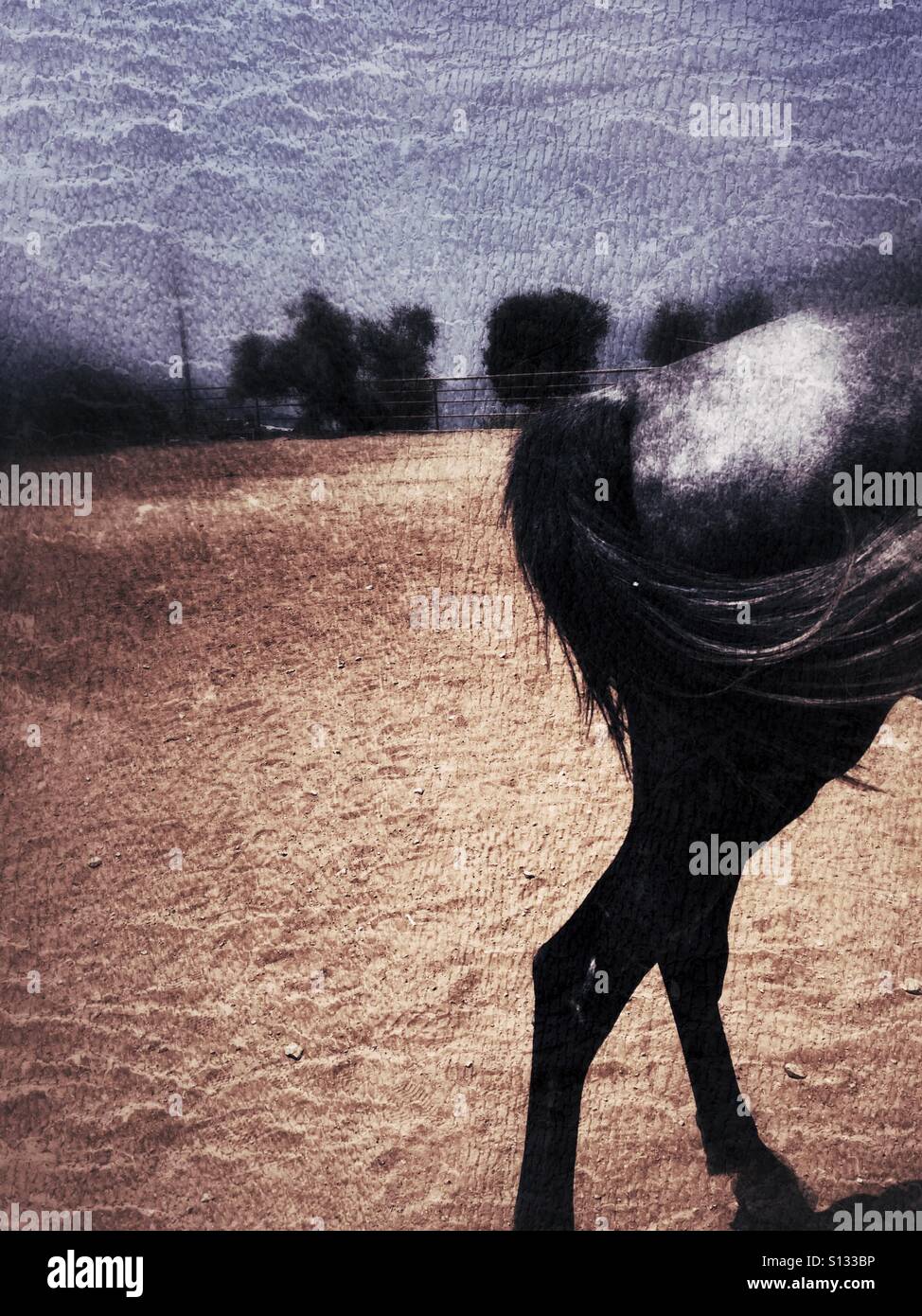 Animal tail Banque de photographies et d’images à haute résolution - Alamy