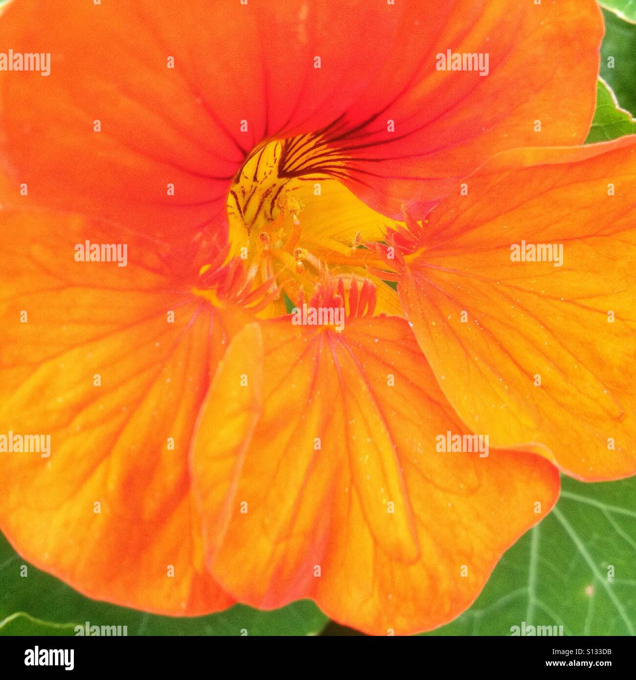 Libre d'une fleur orange - Image de stock capturée avec un smartphone