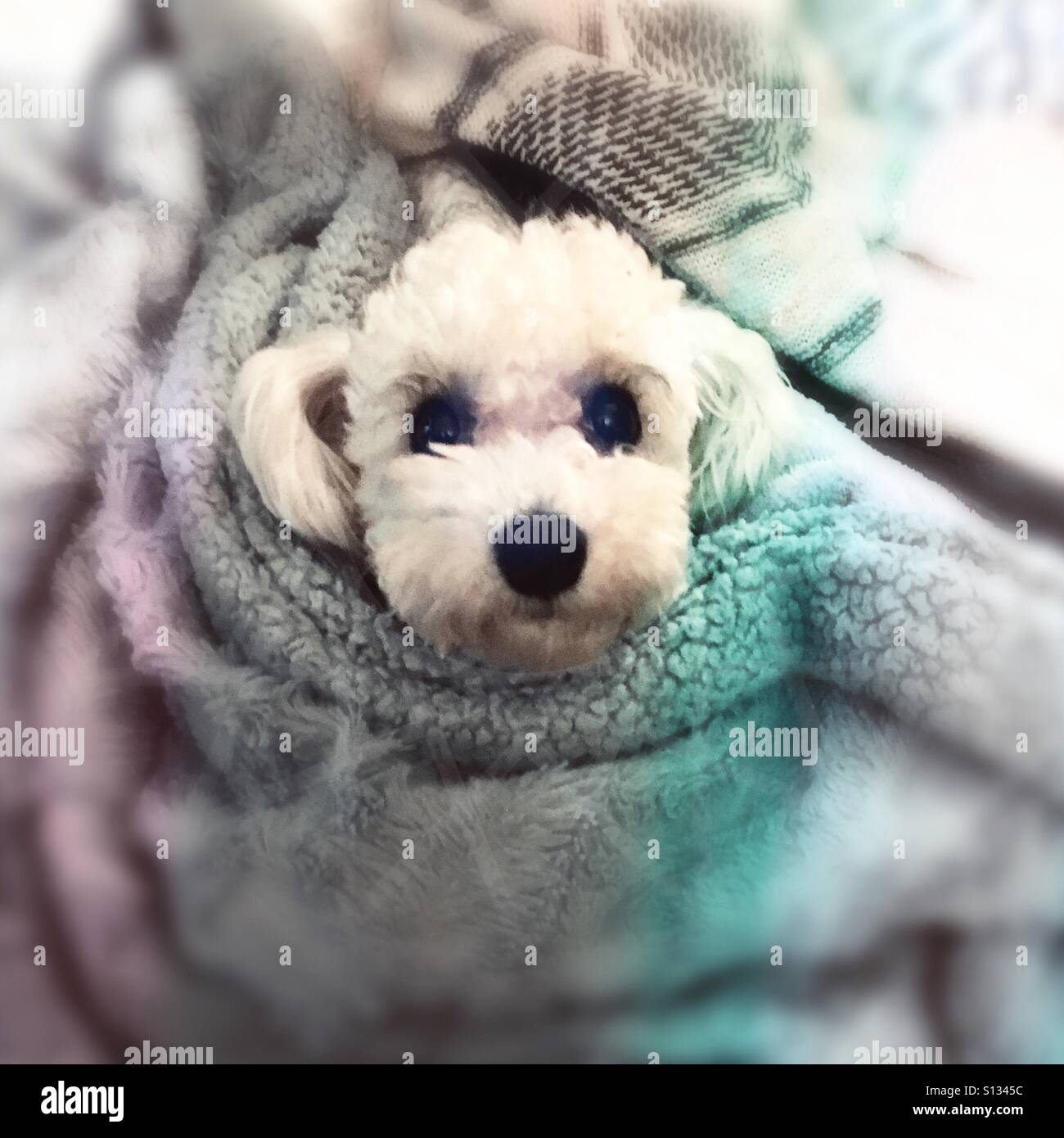 Chiens Les Plus Mignons Banque D Image Et Photos Alamy