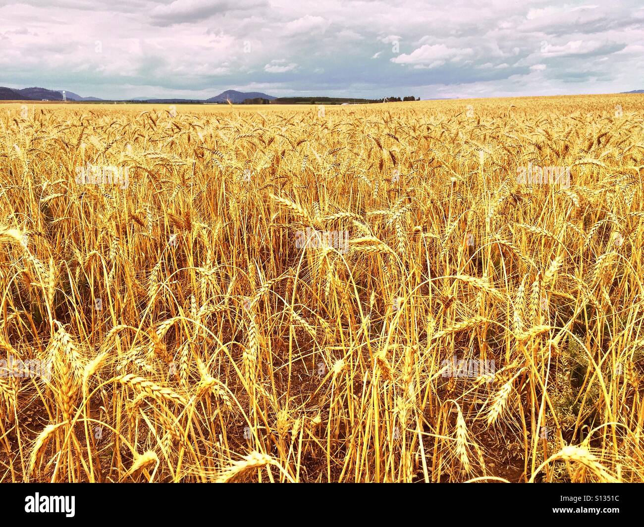 La ferme du blé dans le Nord de l'Idaho. Banque D'Images