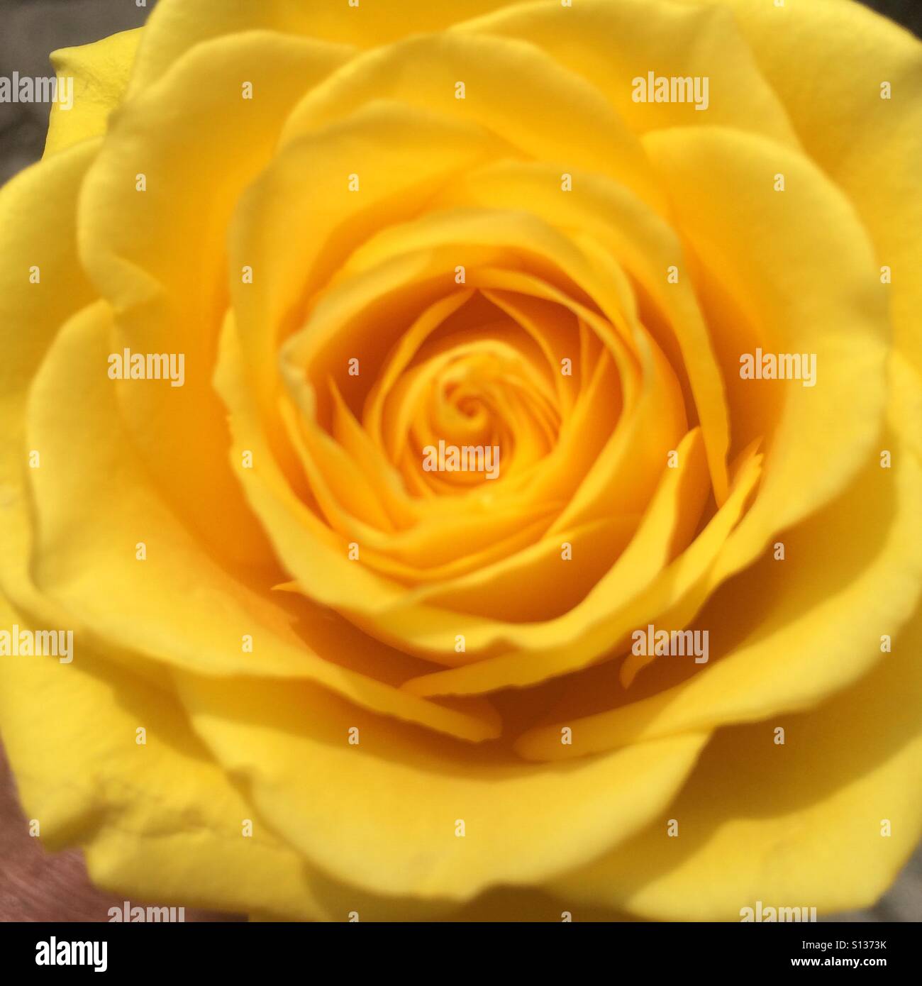 Rose jaune - close up Banque D'Images