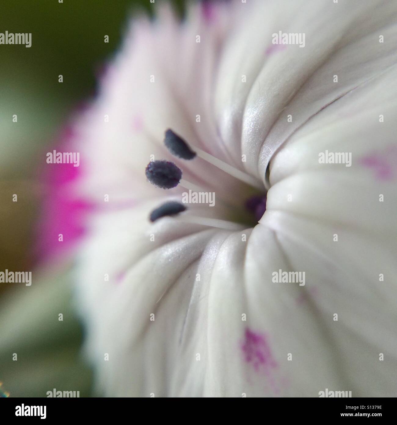 Fleur blanche - close up Banque D'Images