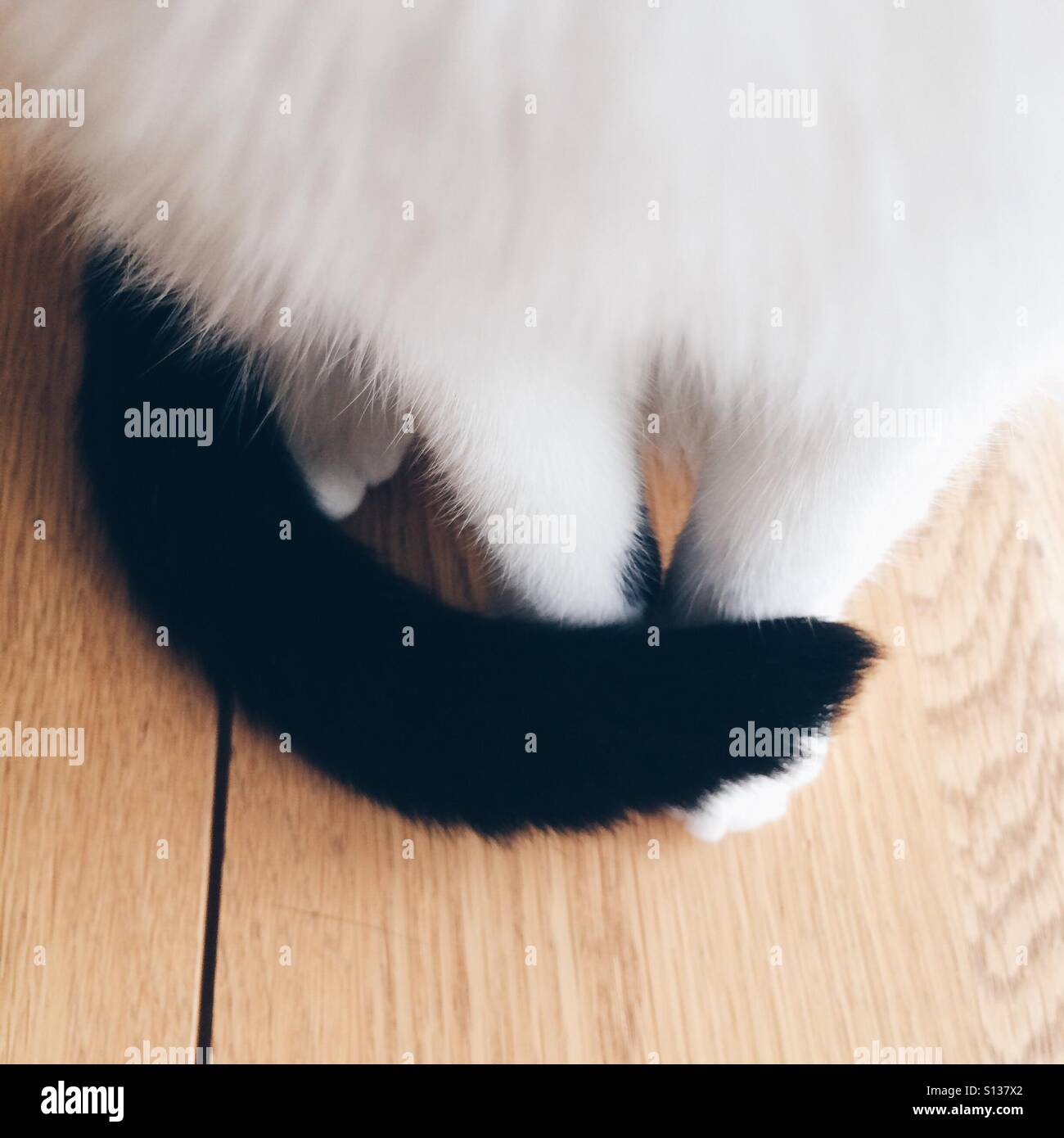 Chat blanc queue noire Banque D'Images