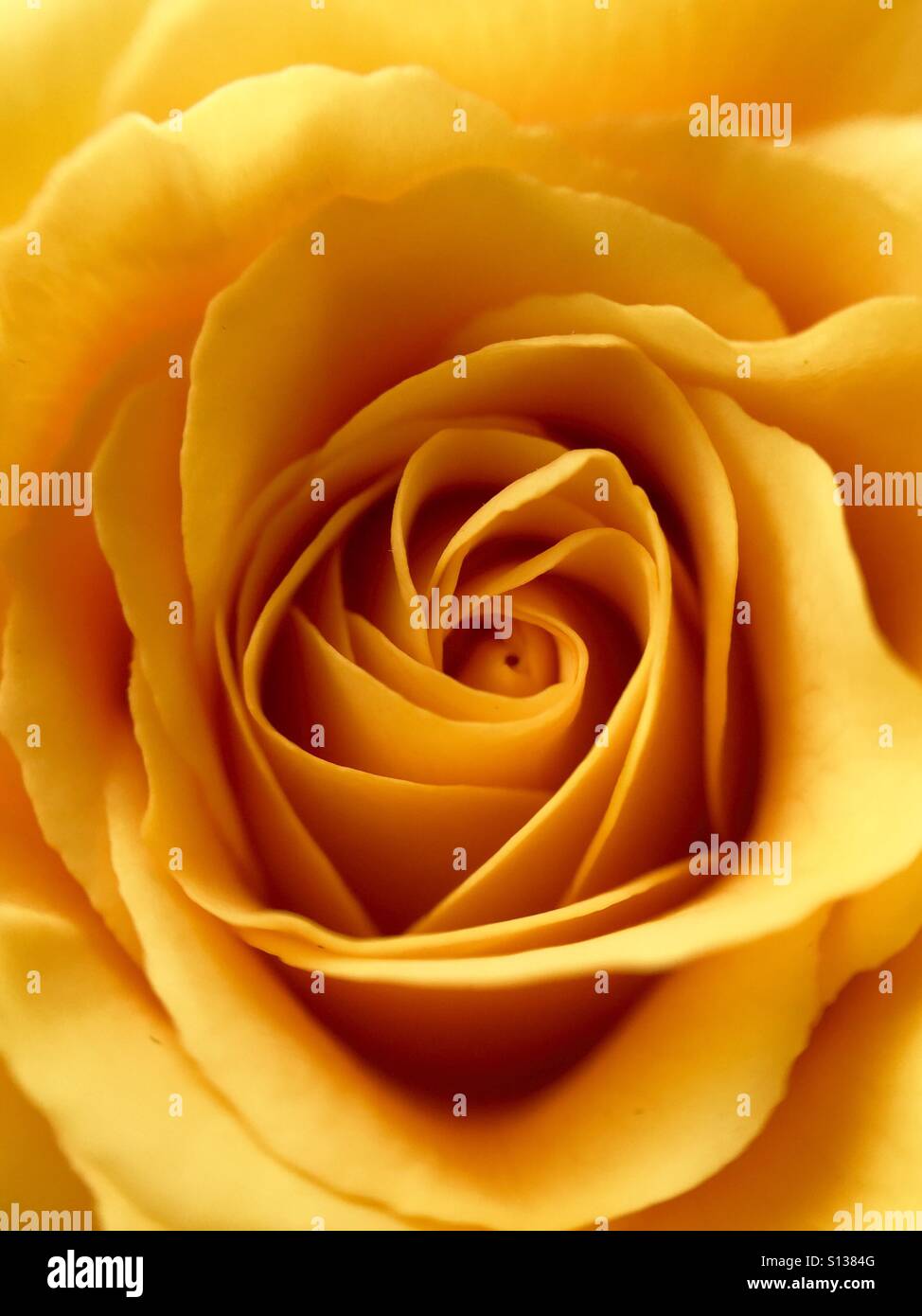 Macro rose jaune Banque D'Images
