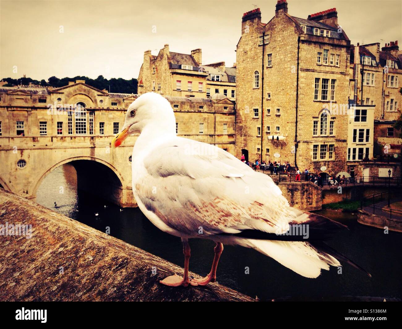 Seagull assis sur le mur à côté d'Avon avec Pulteney Bridge en arrière-plan Banque D'Images