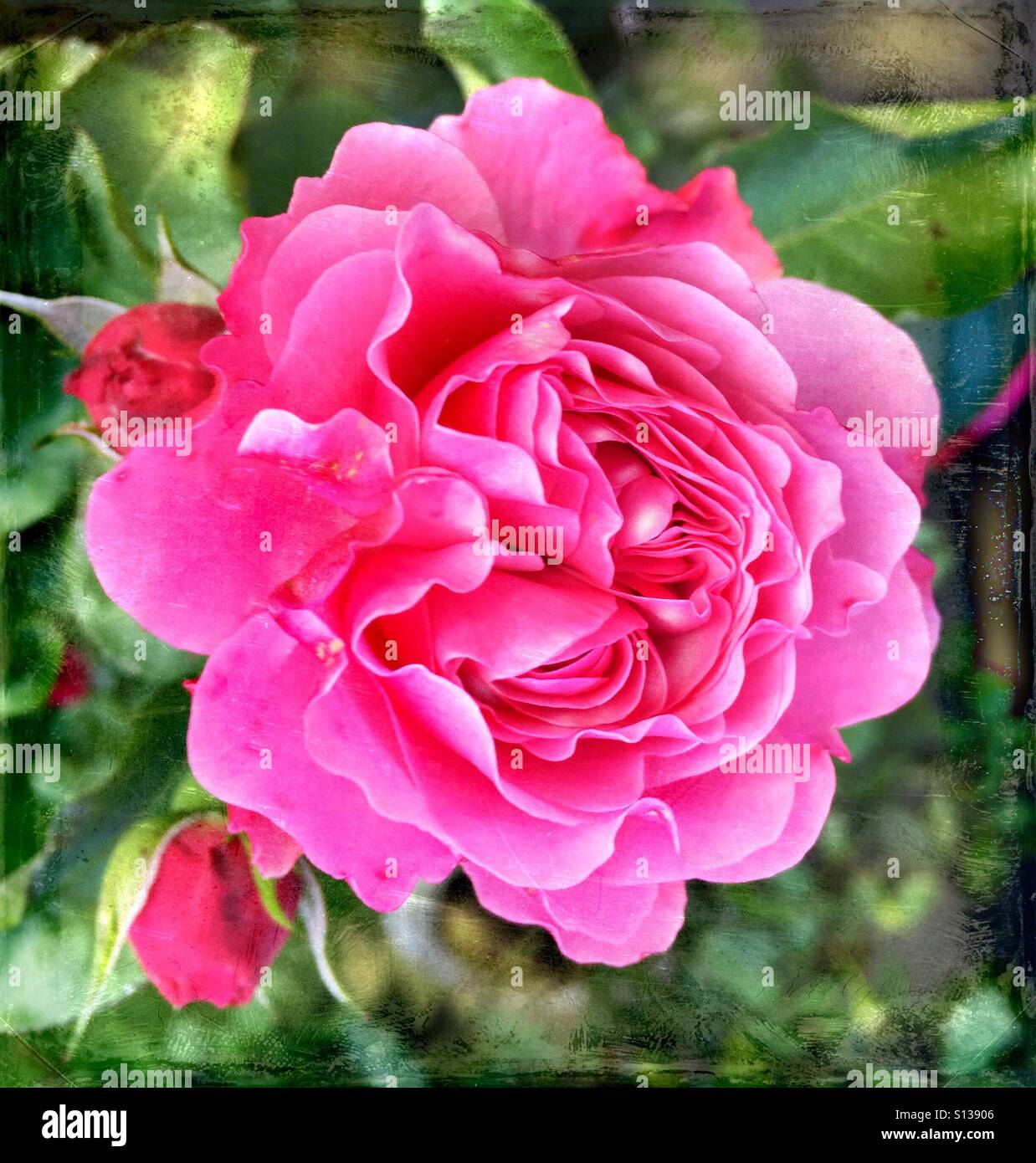 Roses dans mon jardin... ! - Image de stock capturée avec un smartphone