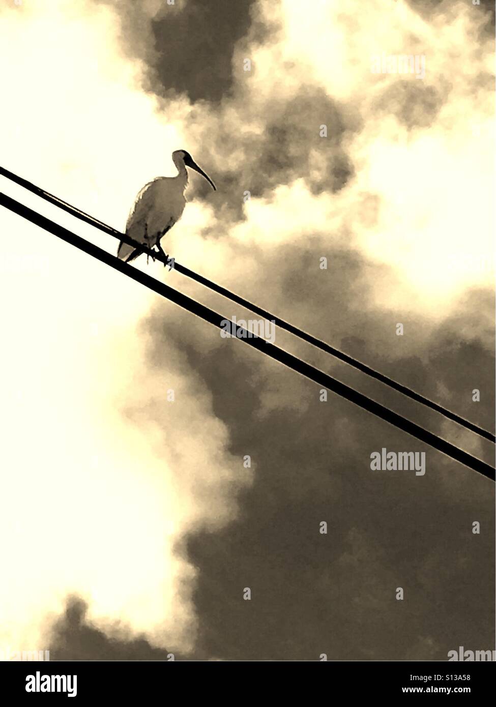 Ibis bird on a wire Banque D'Images